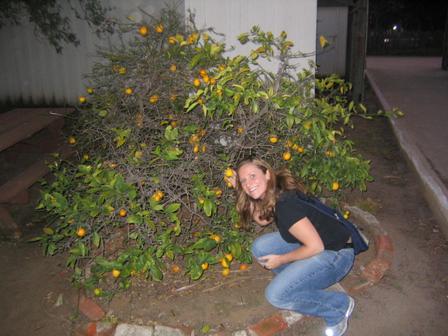 fruittree.jpg