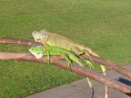 lizards.jpg