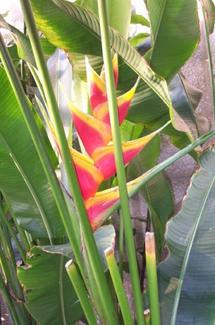 redflower.jpg