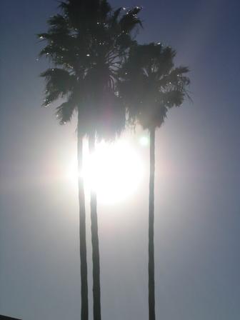 trees.jpg